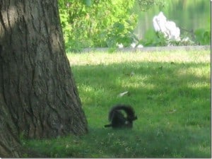 Gray Squirrel at play - Betty Mitchell