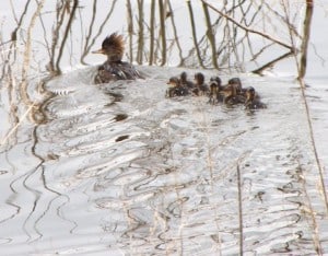 Female Hooded Merganser & young - Wikimedia