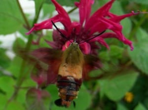 Hummingbird Clearwing moth - Kathryn Sheridan 