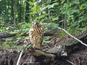 Immature Northern Goshawk - Tim Rollwagen 