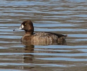 Lesser Scaup - female (Wikimedia) 