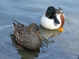 Northern Shoveler pair  - Dick Daniels