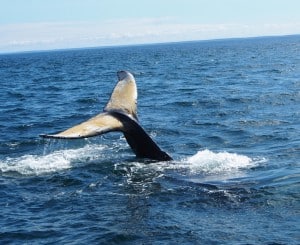 Tail of diving Humpback Whale -Drew Monkman