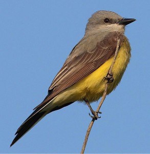 Western Kingbird - Wikimedia 