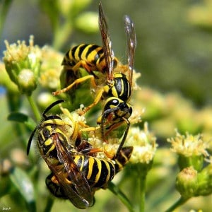 Yellowjackets drinking nectar on a flower (Bob Peterson photo)