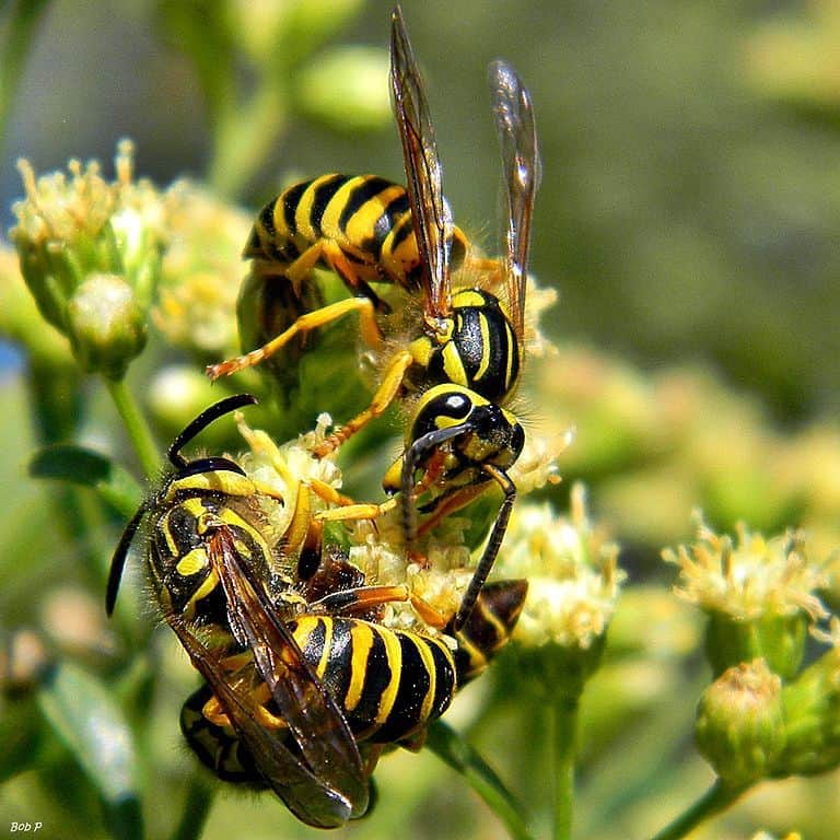 The stingers of summer: Are wasps, hornets and ...
