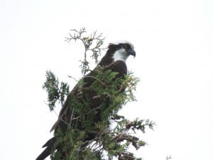 Young Osprey - Derry Fairweather - August, 2014