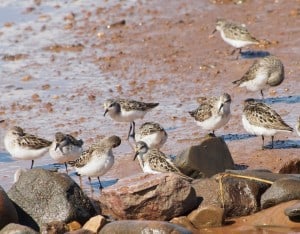 Semipalmated Sandpipers - Drew Monkman 