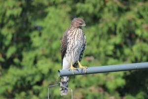 juvenile Cooper's Hawk - Linda Easton 