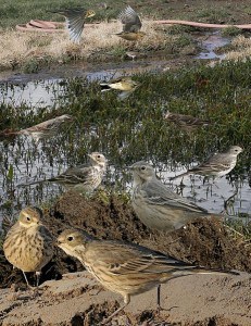  American Pipit (from The Crossley ID Guide of Eastern Birds)