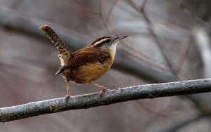 Carolina Wren (Wikimedia)