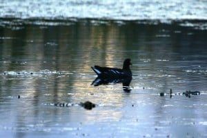 American Coot - Jeff Keller