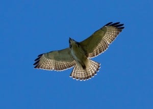 Broad-winged Hawk (Wikimedia)