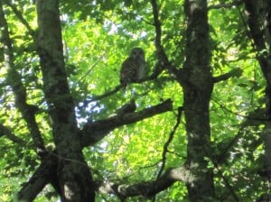 Barred Owl - Sept. 13, 2014 (Maris Lubbock)