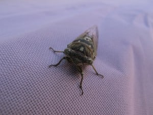 Dog-day Cicada (1) - Mike Barker 
