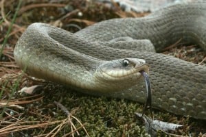 Eastern Hog-nosed Snake  (Joe Crowley)