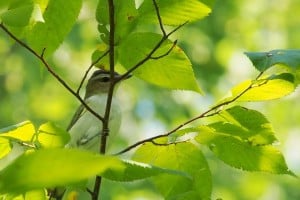 Curious Red-eyed Vireo responding to pishing (Drew Monkman) 