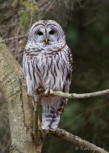 Barred Owl - Karl Egressy