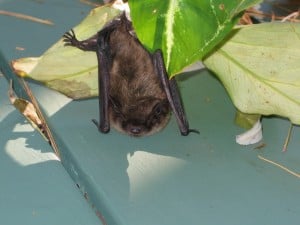 Little Brown Bat - Derry Fairweather 