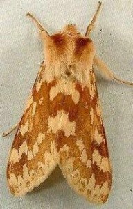 Spotted Tussock Moth adult (Lophocampa_maculata) Moth Photographers Group