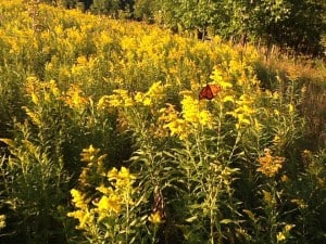 Monarch nectaring on goldenrod - Cynthia Tyson 