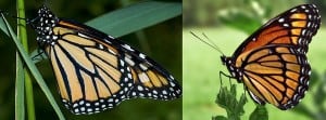 Monarch (left) and Viceroy Comparison - Can you see the difference on the lower (hind) wing? Wikipedia