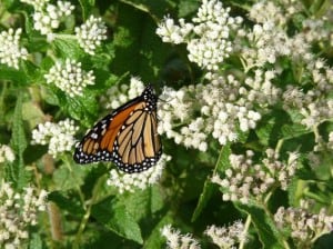 Monarch on Boneset flowers - Drew Monkman 