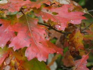 Oak leaves - Evolution has made them deeply lobed and leathery. (Drew Monkman) 