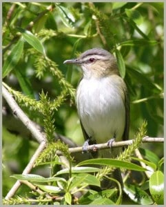 Red-eyed Vireo - Karl Egressy 