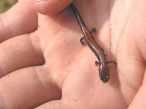 Red-backed Salamander - Drew Monkman 