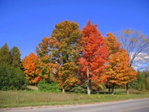 Sugar Maples - Cy Monkman 