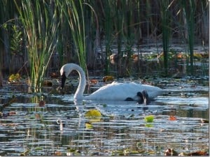 Trumpeter Swan  - Barb Evett