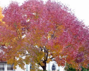 Watch day-to-day colour change in the same tree like this White Ash  (Drew Monkman) 
