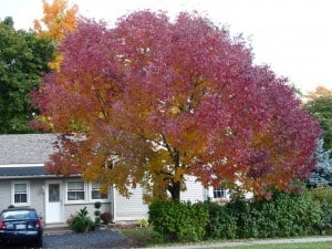 White Ash at peak colour - Drew Monkman 