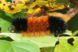 Woolly Bear - Wikimedia