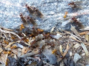 Ant swarm close-up - Sept. 21, 2014 - Chemong Lake (Don McLeod)