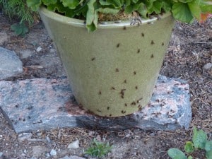 Ant swarm Sept. 21 Chemong Lake (Don McLeod)