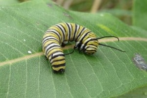 Monarch caterpillar (larva) - Drew Monkman 