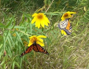 two Monarchs on Helianthus giganteus - Tim Dyson