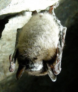 Little Brown Bat with White Nose Syndrome - Wikimedia 