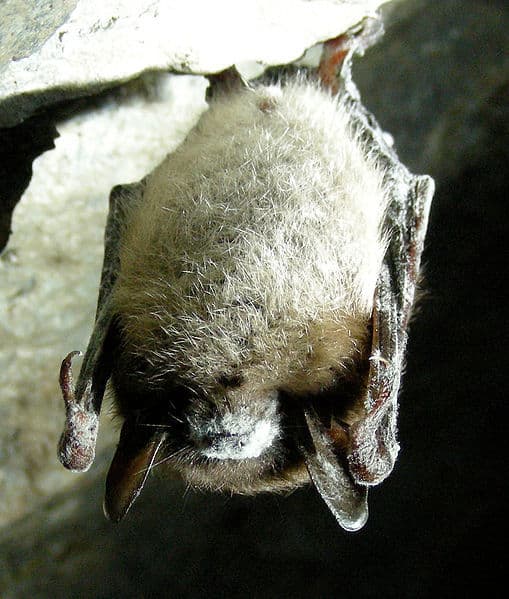 Brown Bats Diet