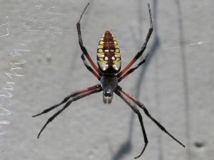 Black and Yellow Garden Spider (Argiope aurantia) Wikimedia