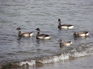 Brant (Branta bernicla) Wikimedia