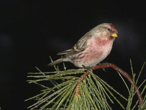 Common Redpoll - male - Tim Dyson