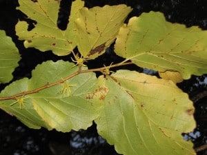 American Witch Hazel - leaves and flowers - Wikimedia 