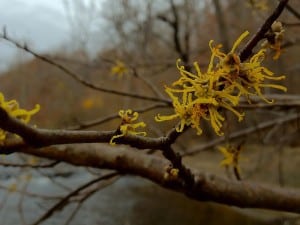 American Witch Hazel - close-up of flowers - Wikimedia