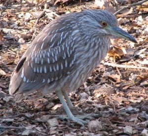 Juvenile Black-crowned Night-Heron - Wikimedia