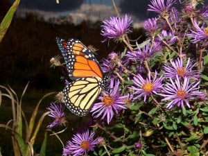 A Monarch butterfly drinks nectar from a New England Aster - Tim Dyson