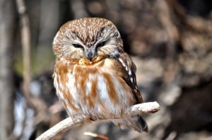 Northern Saw-Whet Owl - Kelly Simmonds - March 26, 2014 