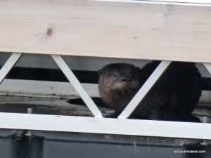 Northern River Otter - Don McLeod